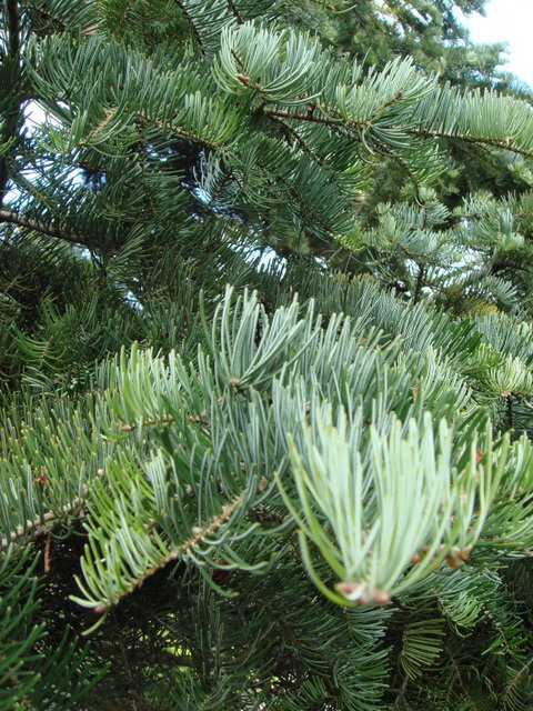 Abies grandis rameau